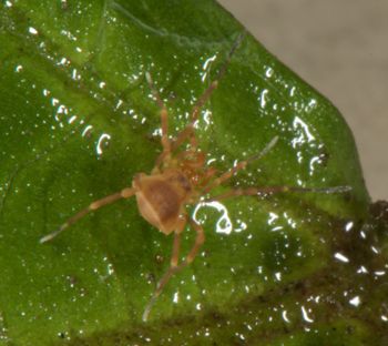 Media type: image;   Invertebrate Zoology 136540